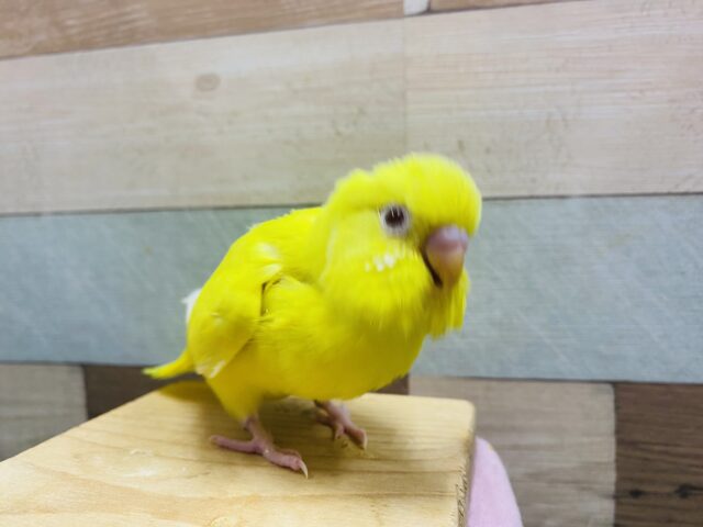 最新画像有り❗️太陽サンサン☀️真っ黄色に赤目のセキセイインコ❗️（ルチノー）