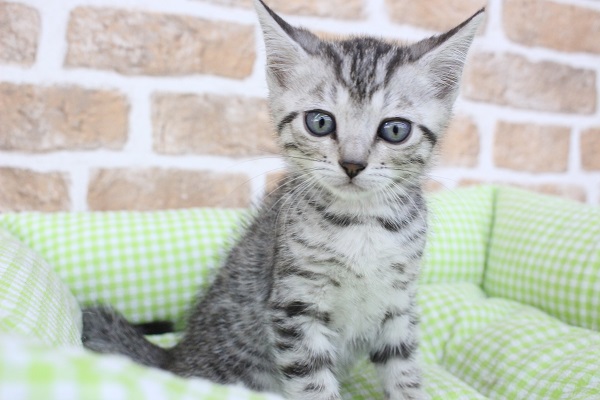 アイドル級の可愛さ☆ジェネッタ・男の子！