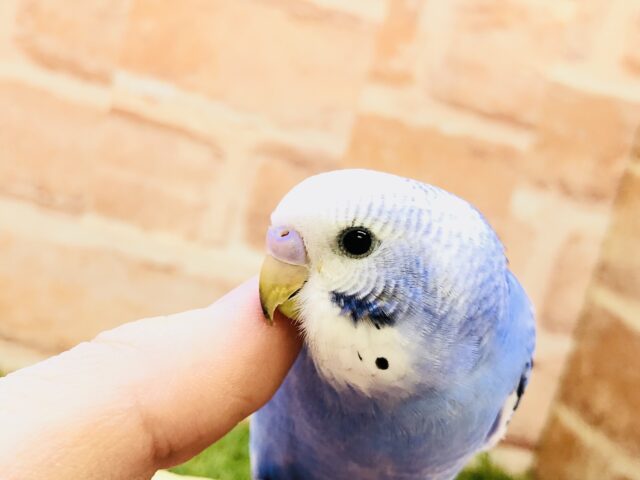 【最新画像更新☆☆】デデーンとむちむちセキセイちゃんです♪♪