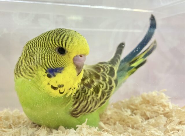 最新画像✨️元気いっぱい❗️💪ジャンボセキセイインコ 2023年11月生まれ