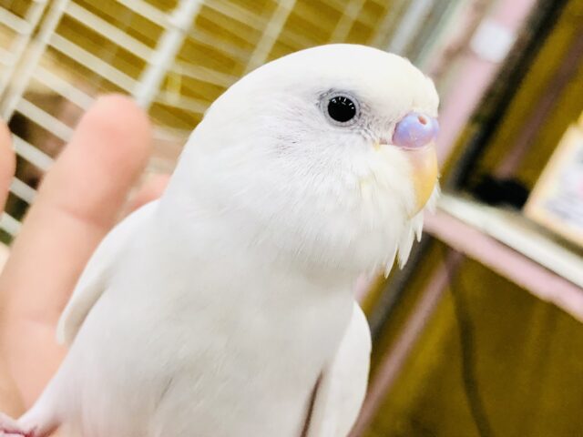 【最新画像更新☆☆】人気カラーの１羽！！　ご飯くださいよ～　せキセイインコ