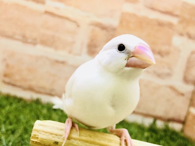 【最新画像更新☆☆】美白の天使がやってきました♪♪　白文鳥