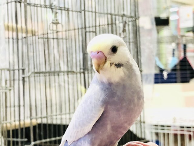 安心サイズでやってきました人気カラー　セキセイインコ