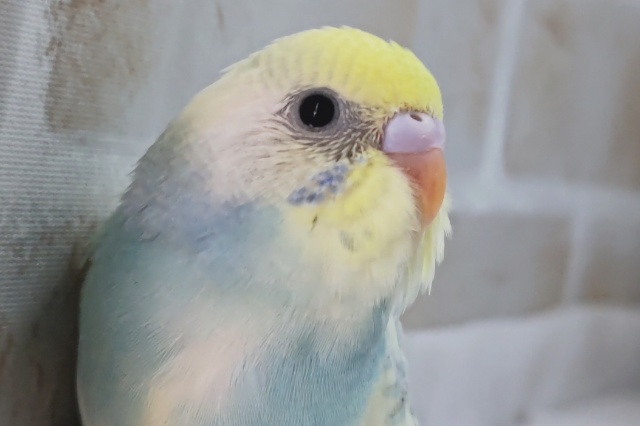 メロメロな色合い～🌈 セキセイインコ(パステルレインボーパイド)