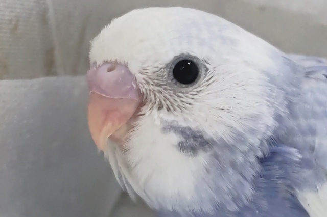 少し色変わりさん～✨ セキセイインコ(パイド)