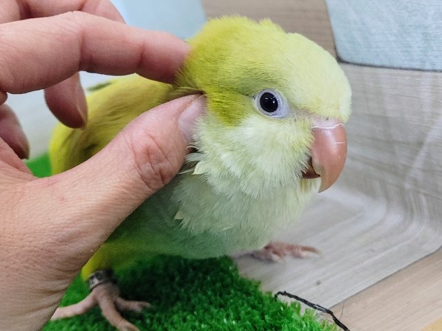 きゅうりちゃん🥒オキナインコ(グリーンシナモン)入荷しました❤