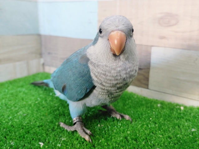 なすびちゃん🍆オキナインコ(ブルー)入荷しました❤