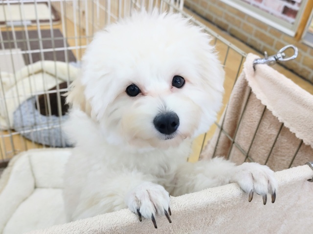 最新画像❣️どひきりスマイルでお出迎え🌟MIX犬(プードル✖️ポメラニアン)の男のコいますよ✨️