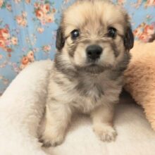 ハーフ犬（ポメラニアン✕ミニチュアダックス）男の子♫なんとも言えない可愛さ💕