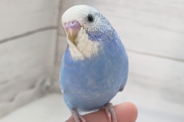 最新画像！ 素敵なブルーの子～💙 セキセイインコ(ブルースパングル)