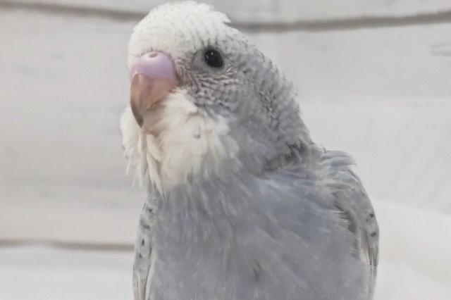 目を引くモノトーン～🩶 セキセイインコ(スパングル)