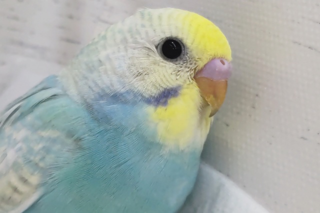 鮮やかパステル～🌈 セキセイインコ(パステルレインボースパングル)