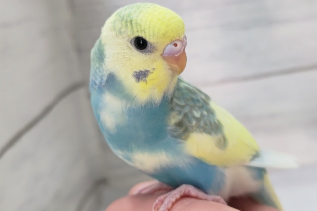 最新画像！ 圧倒的色合い～🌈 セキセイインコ(パステルレインボーパイド)