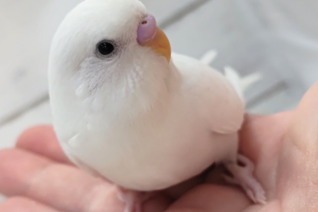 最新画像！ 美々っと白～❄️ セキセイインコ(白ダブルファクター)