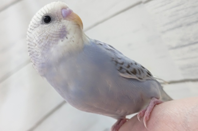 最新画像！ シナモンたまらん～🩷 セキセイインコ(シナモンオパーリン)