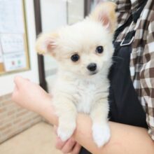 最新画像！ロングコートチワワ（クリーム&ホワイト）男の子♫ゴールデンＲの子犬さん似なチワワくん❤