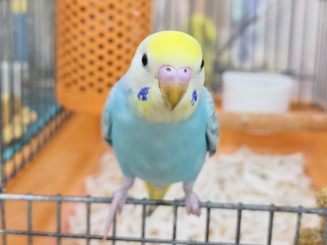 カキカキ大好き♡セキセイインコ🌈(パステルレインボー)