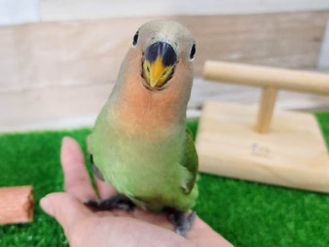 最新画像更新❤わたわた☁コザクラインコ(ノーマル)のヒナ入荷しました❤