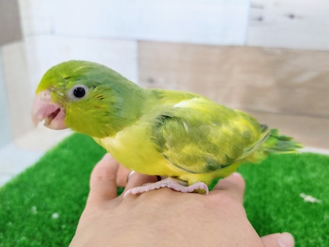 最新画像更新❤うぶうぶ♡小さな怪獣？マメルリハ（パイド）の女の子