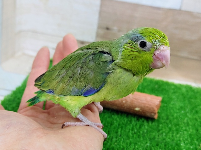 最新画像更新❤元気いっぱいおチビ君!マメルリハ（ノーマルグリーン）男の子