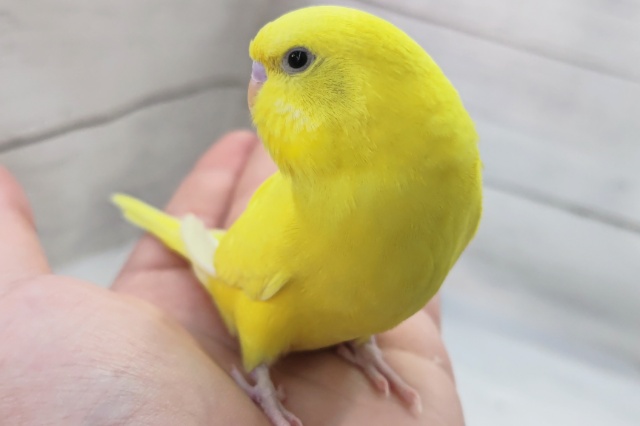 🌟最新画像🌟 ビリビリっとイエロー⚡ セキセイインコ(イエローダブルファクター)