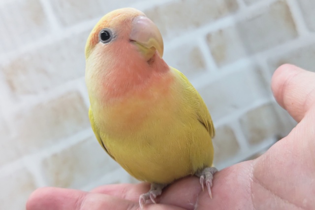 🌟最新画像🌟 メラメラゴールデン～🌞 コザクラインコ(ゴールデンチェリー)