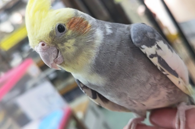 🌟最新画像🌟 少しビビりの手乗りさん～🫧 オカメインコ(パイド)