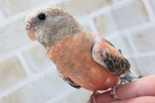 🌟最新画像🌟 魅力はこのピンク～🩷 アキクサインコ(ローズ)