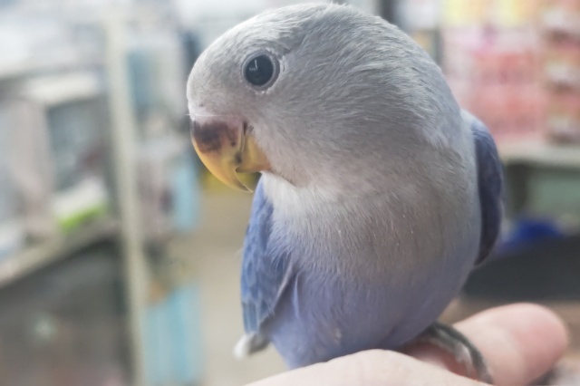 🌟最新画像🌟 見て！この色合い～💙 コザクラインコ(オパーリンバイオレット)