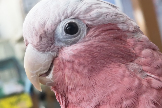 🌟最新画像🌟 甘えん坊さんなんです～🩷 モモイロインコ(男の子)