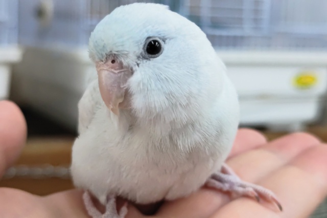 🌟最新画像🌟 めちゃかわマメさん～🩵 マメルリハインコ(アメリカンホワイト)