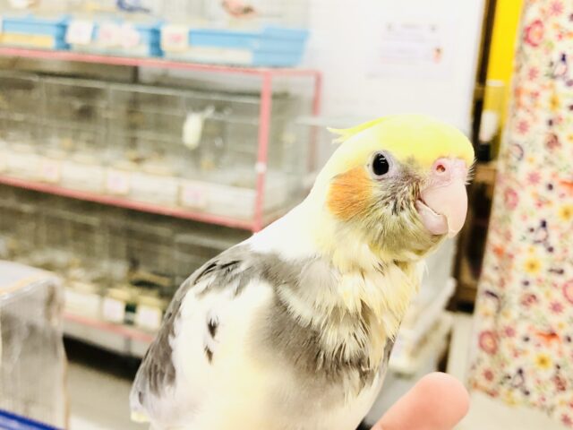【最新画像更新☆☆】パイド！それは限定カラー　パイド！それは魅惑のカラー　オカメインコ