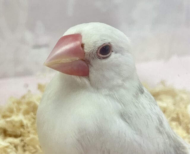 最新画像❣️真っ白ちゃん️🤍🏹 白文鳥(2023年11月生まれ)