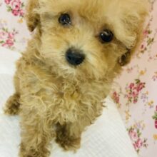 かわいすぎ注意です❢❢圧倒的人気❤︎極小トイプードルちゃん女のコ♀