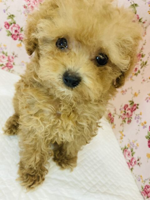 かわいすぎ注意です❢❢圧倒的人気❤︎極小トイプードルちゃん女のコ♀