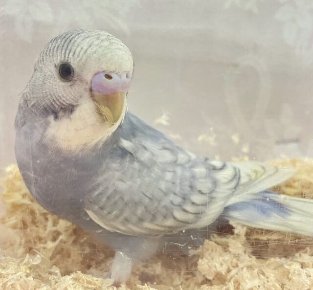 ✨️最新画像✨️ほっぺたほわぁ💞セキセイインコ (グレースパングル) 2023年11月生まれ