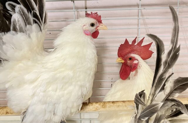 きましたコケコッコー‼️カツラチャボ(ペア)2023年4月生まれ