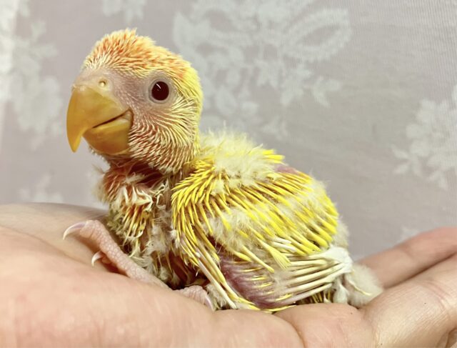 鮮やかヒマワリカラー！🌻‪🧡‬‪ コザクラ(ルチノーオパーリン)2023年12月生まれ