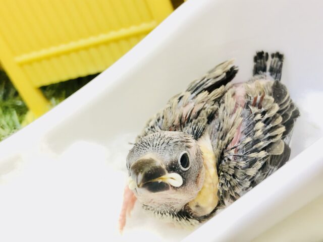 キングオブ文鳥！！　桜文鳥