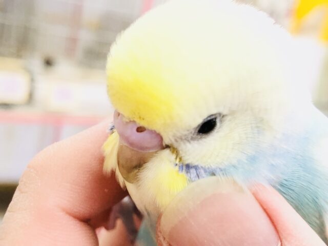 【最新画像更新☆☆】パッキと可愛いザ・パステルカラー　せキセイインコ