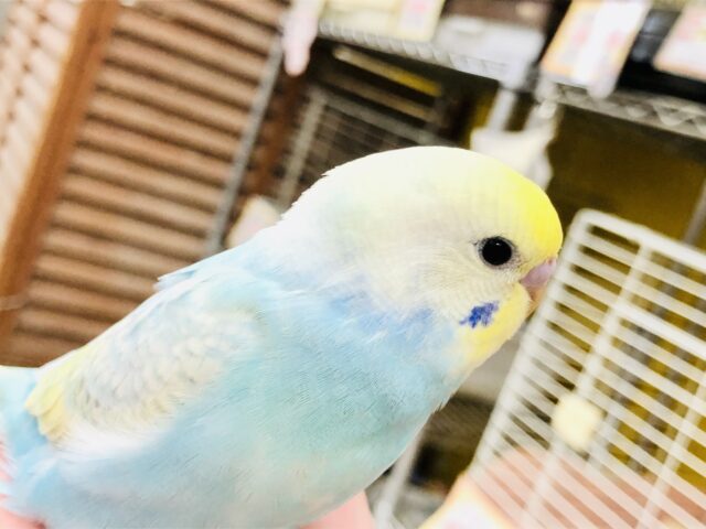【最新画像更新☆☆】　不動の人気カラー！！　セキセイインコ