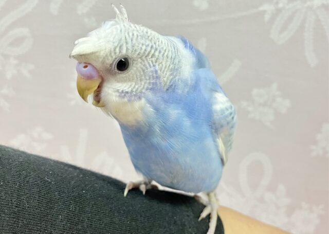 最新画像✨️くるくるちゃん‪♥️ꔛ‬セキセイインコ(ブルースパングル)2023年11月生まれ
