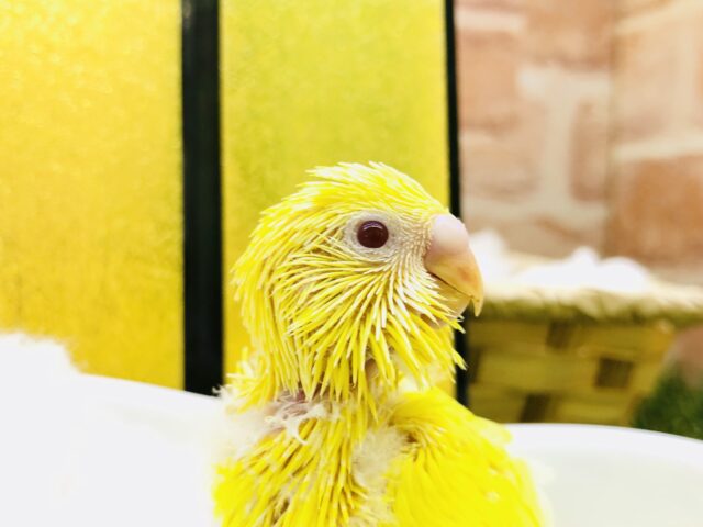 幸せの黄色い鳥がやってきた？？　セキセイインコ