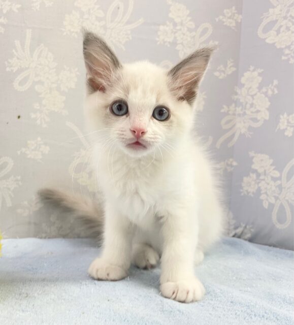 イケメンすぎて、、😍 ラグドール(シールポイントバイカラー)男の子☆ 2023年10月14日生まれ！