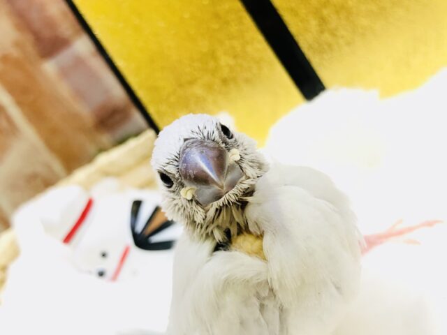 【最新画像更新☆☆】　鈍く光る人気カラー　シルバー文鳥