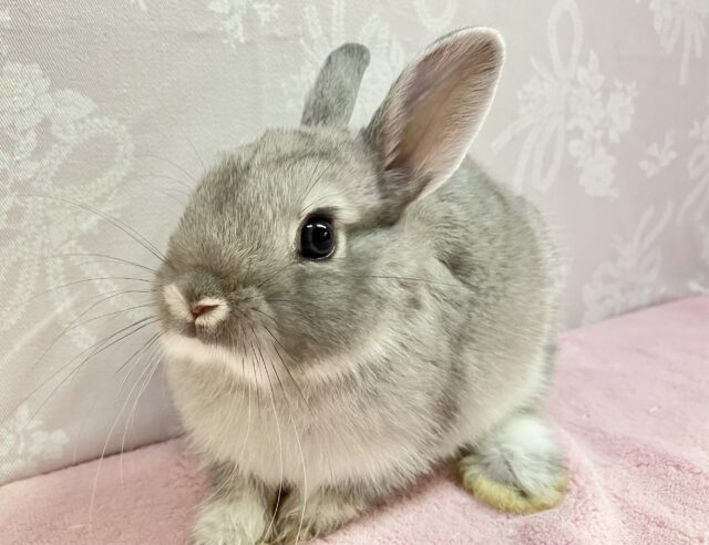 まん丸おめめ👀💕ミニウサギ(グレー)2023年11月生まれ