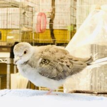 極小！！　ウスユキバトさんです～