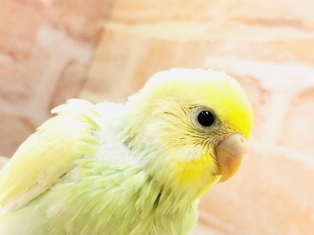 鮮やかにフレッシュ！！　セキセイインコ