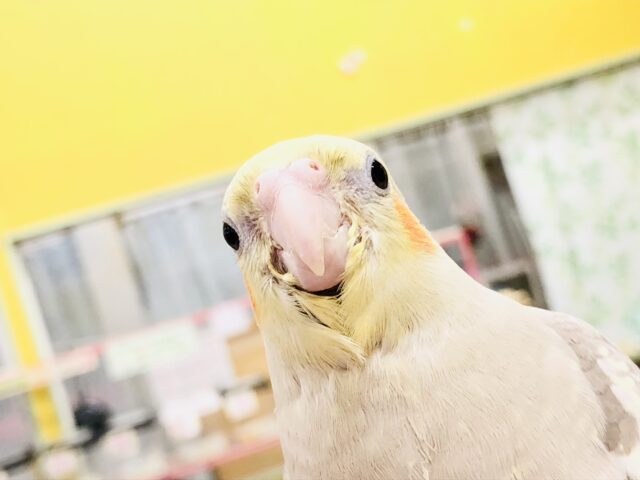 【最新画像更新☆☆】ジャ～ジャ～ご飯くださいよ～　オカメインコ