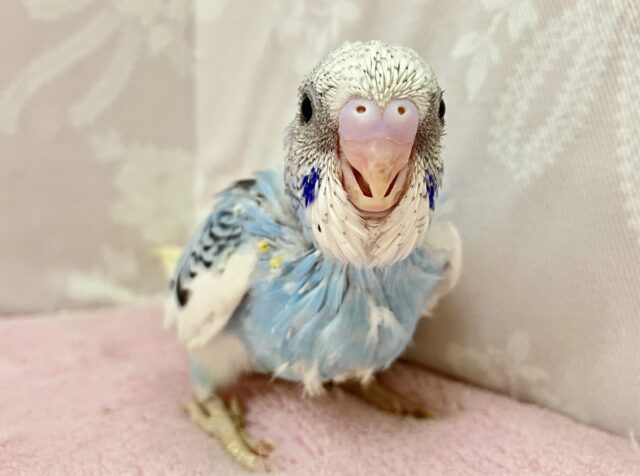 空模様がキュート！セキセイインコ(パイド)2023年11月生まれ